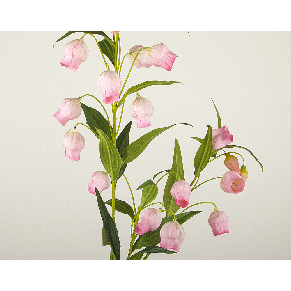 Lampionblume mit 21 Blüten grün/rosa, 120 cm