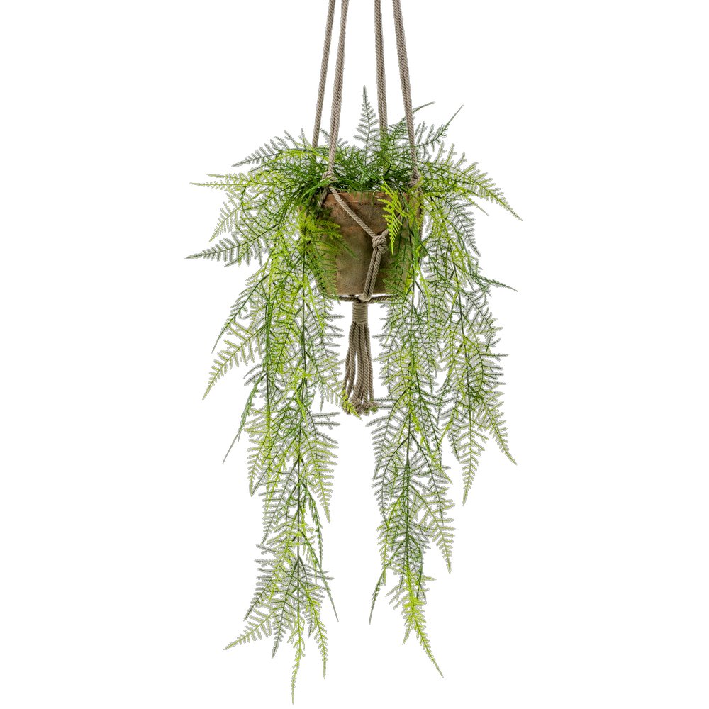 Asparagus plumosus-Hängeampel, 80 cm