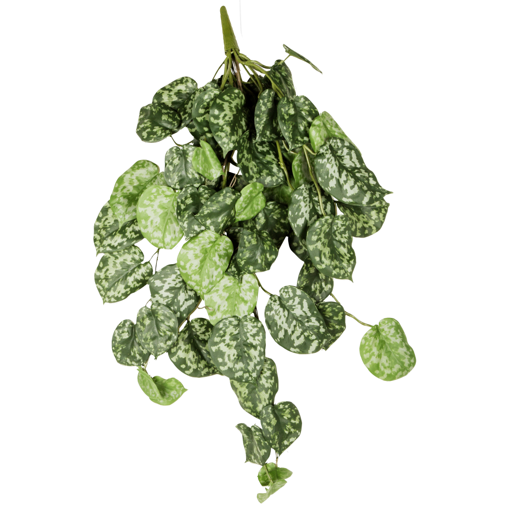 Blatthänger Scindapsus B1 grün 70 cm