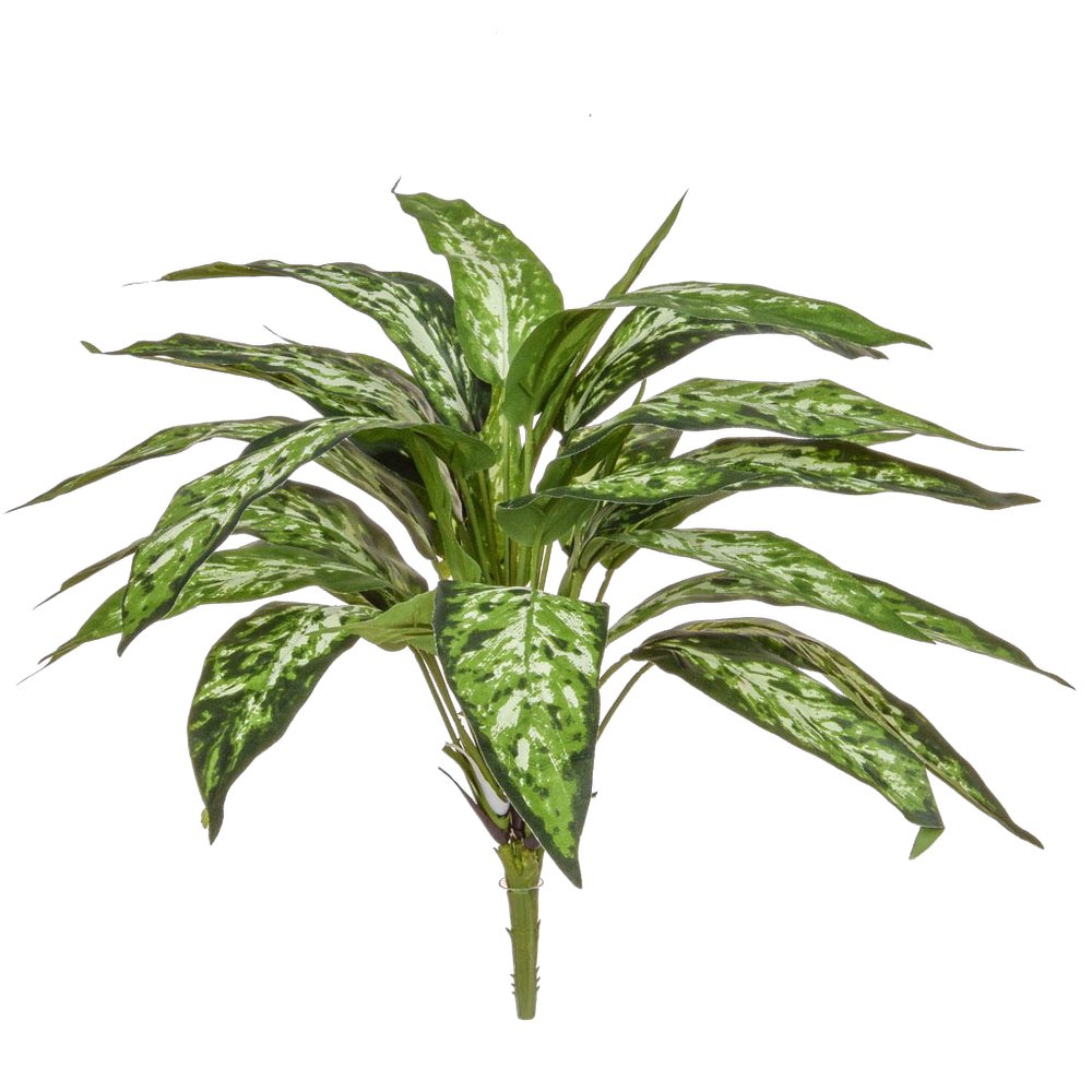 Aglaonema Busch B1, 48 cm