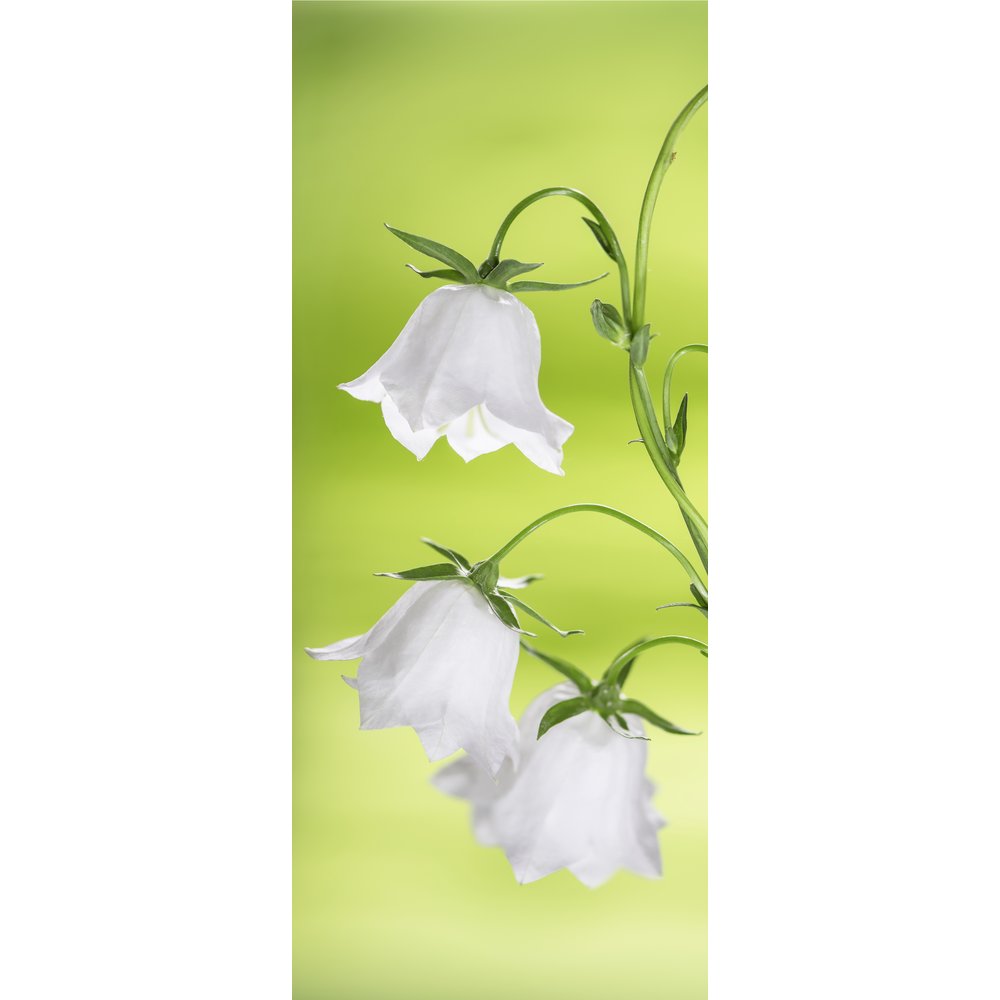 Banner Lampion-Glockenblüten grün/weiß, 75 x 180 cm