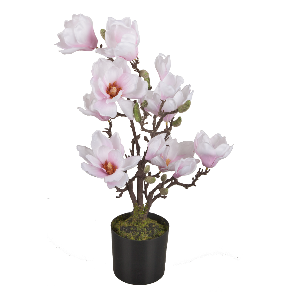 Magnolie im Topf Queens weiß/pink, 60 cm