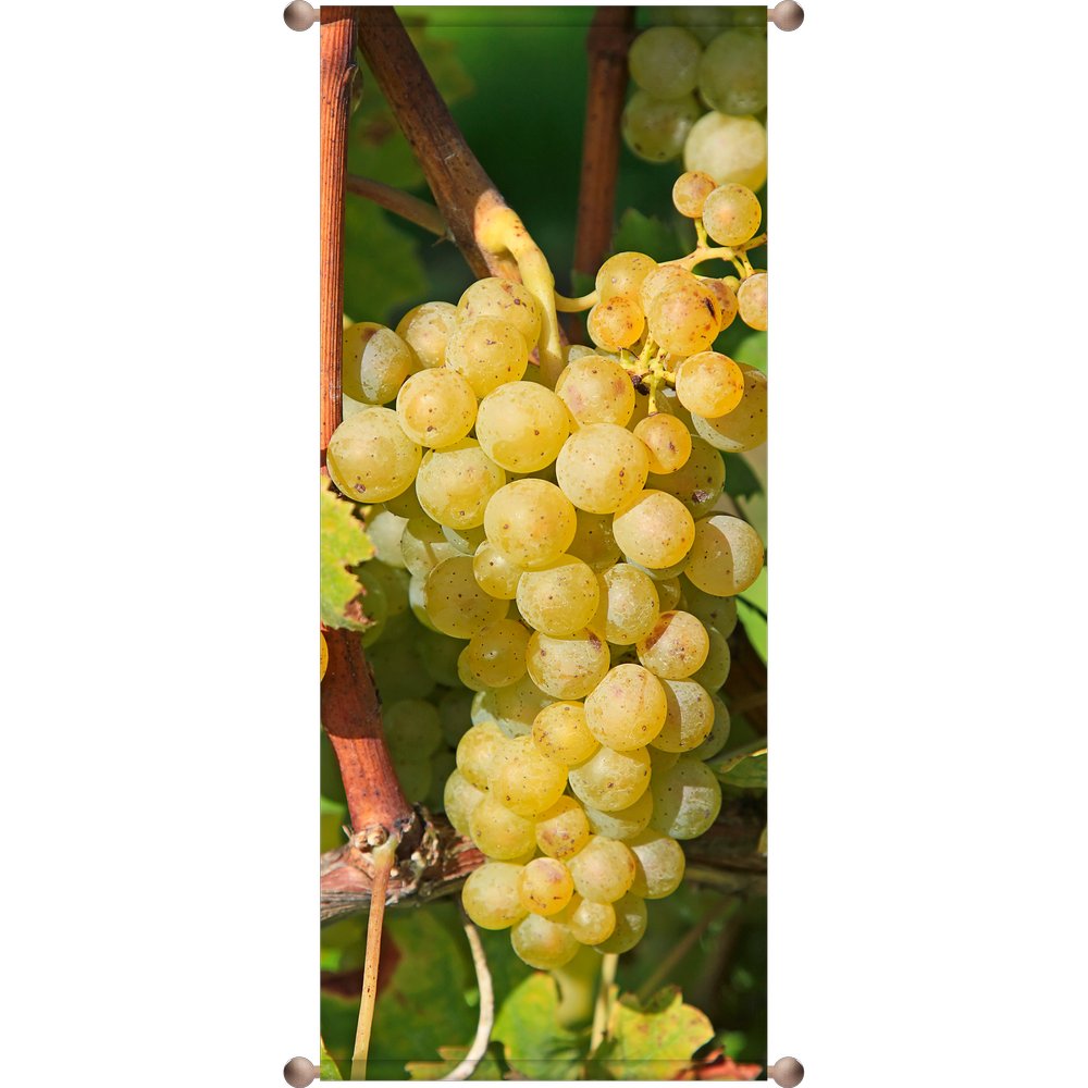 Banner Weintrauben hell, 75 x 180 cm