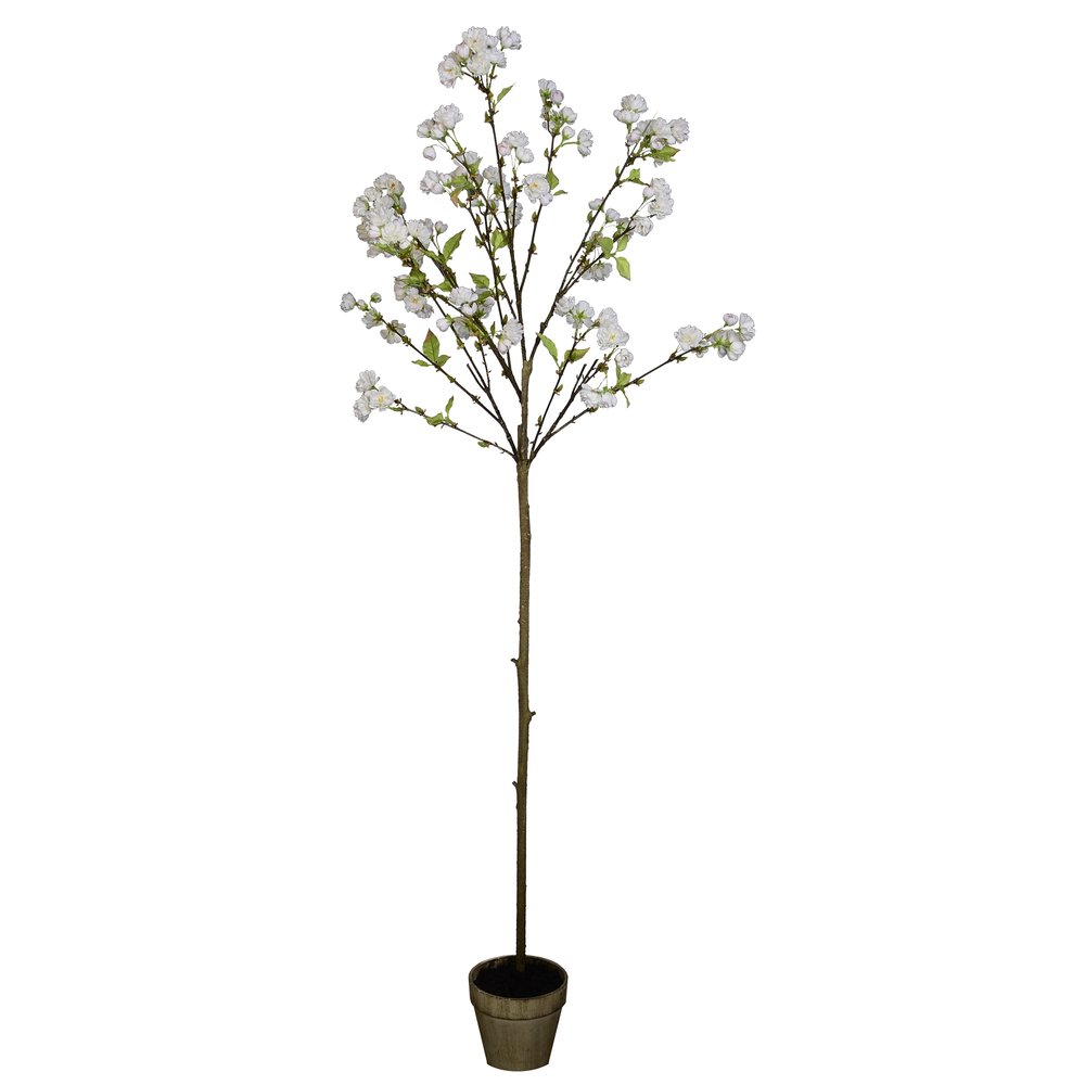 Kirschblütenbaum getopft weiße Blüten, 168 cm