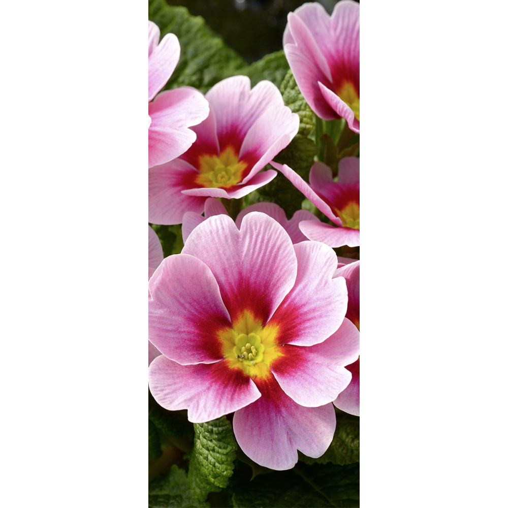 Banner Primel Blüten rosa 180 cm