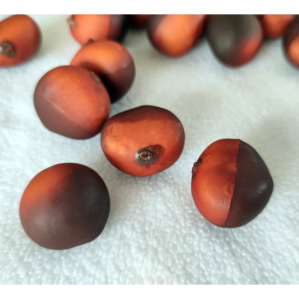 Kastanien x30 in Box  braun ,30 Stück 2,5 cm