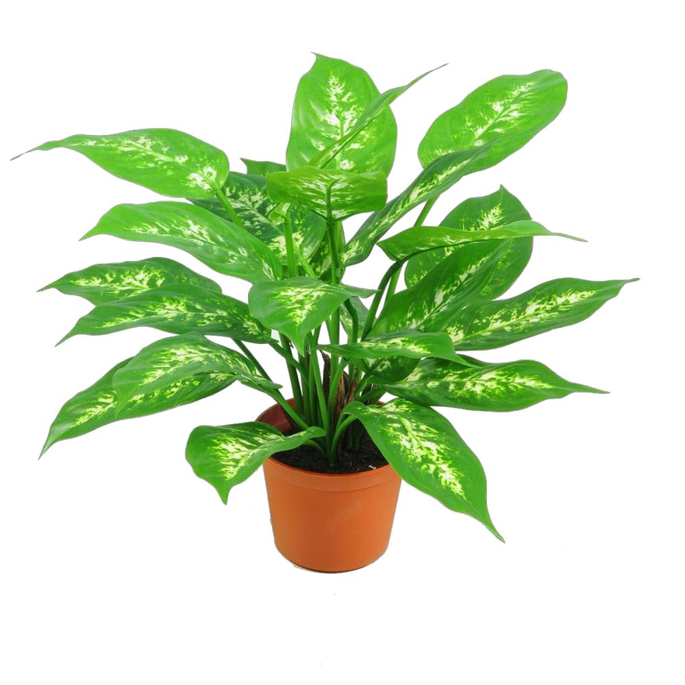 Dieffenbachia im Topf B1, 37 cm