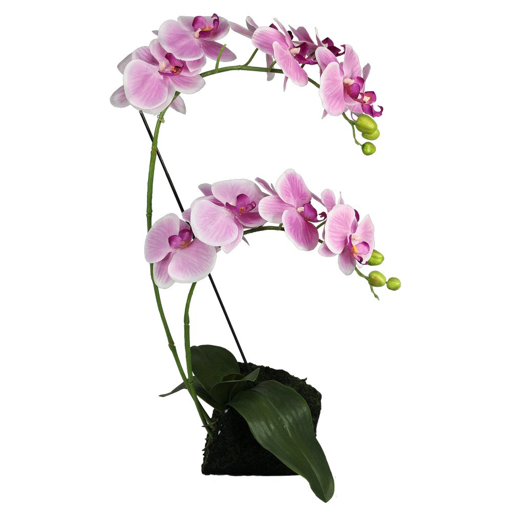 Orchidee x2 auf Erdballen pink