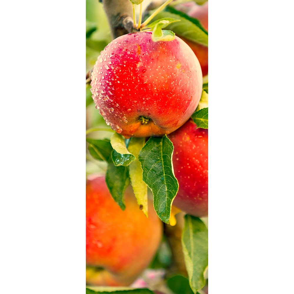 Banner Äpfel, 75 x 180 cm