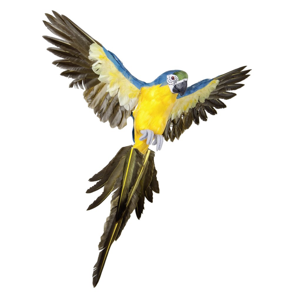 Papagei fliegend blau, 60 cm