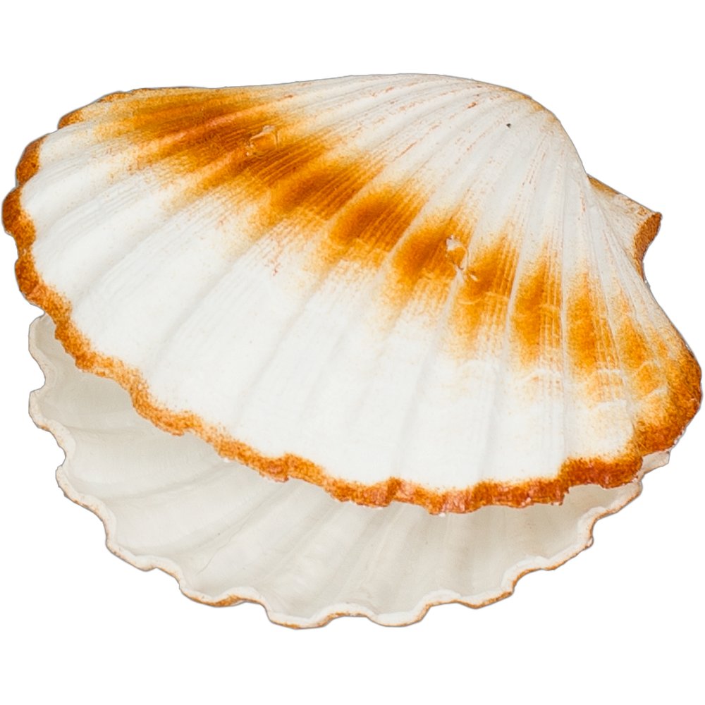 Doppelmuschel Kunststoff hell, Ø 12 cm