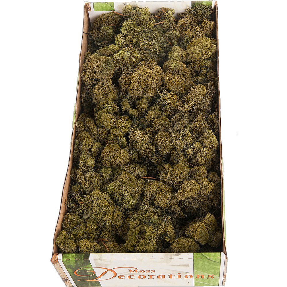 Moos in Box moosgrün, 500 g