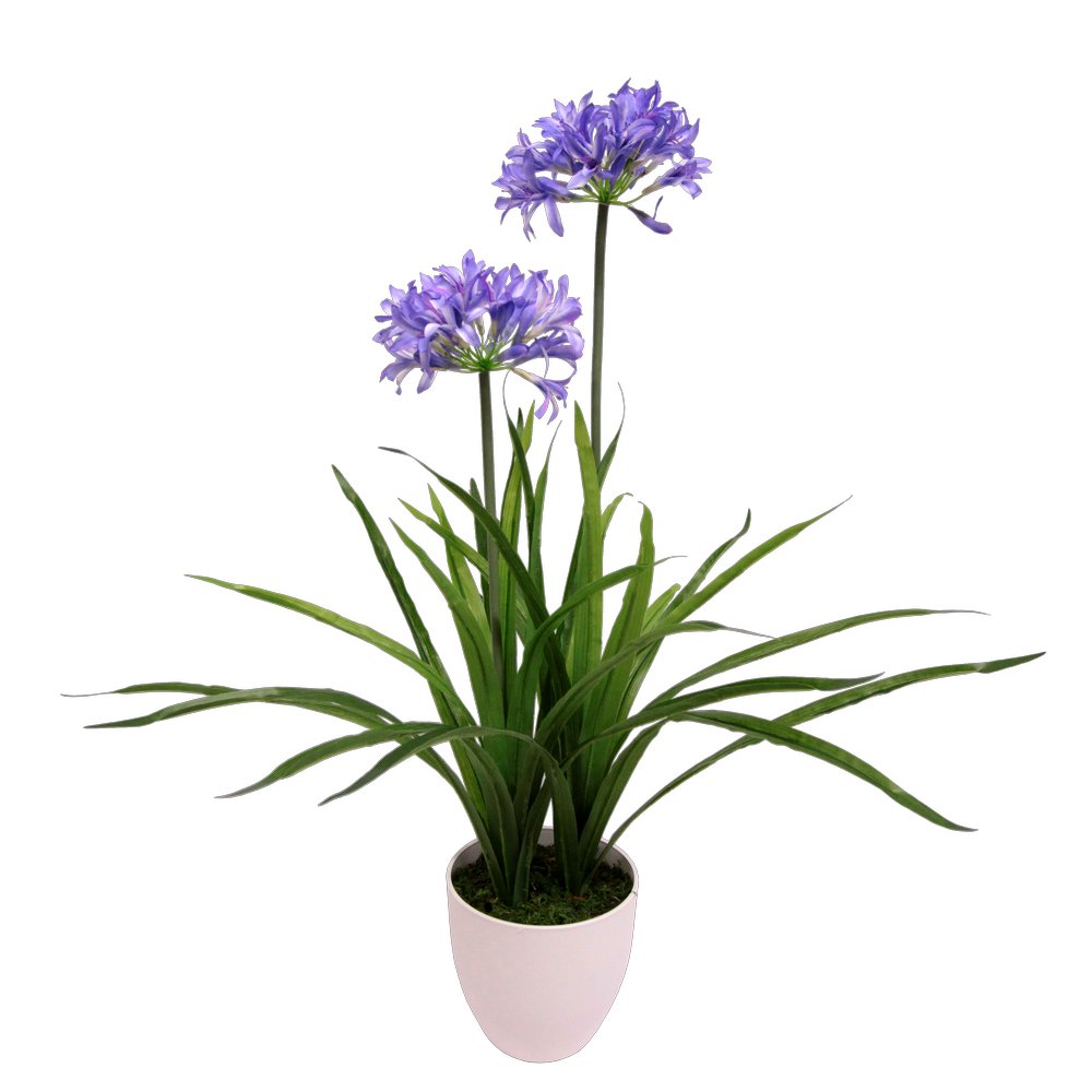 Agapanthus x2 im Topf blau, 82 cm