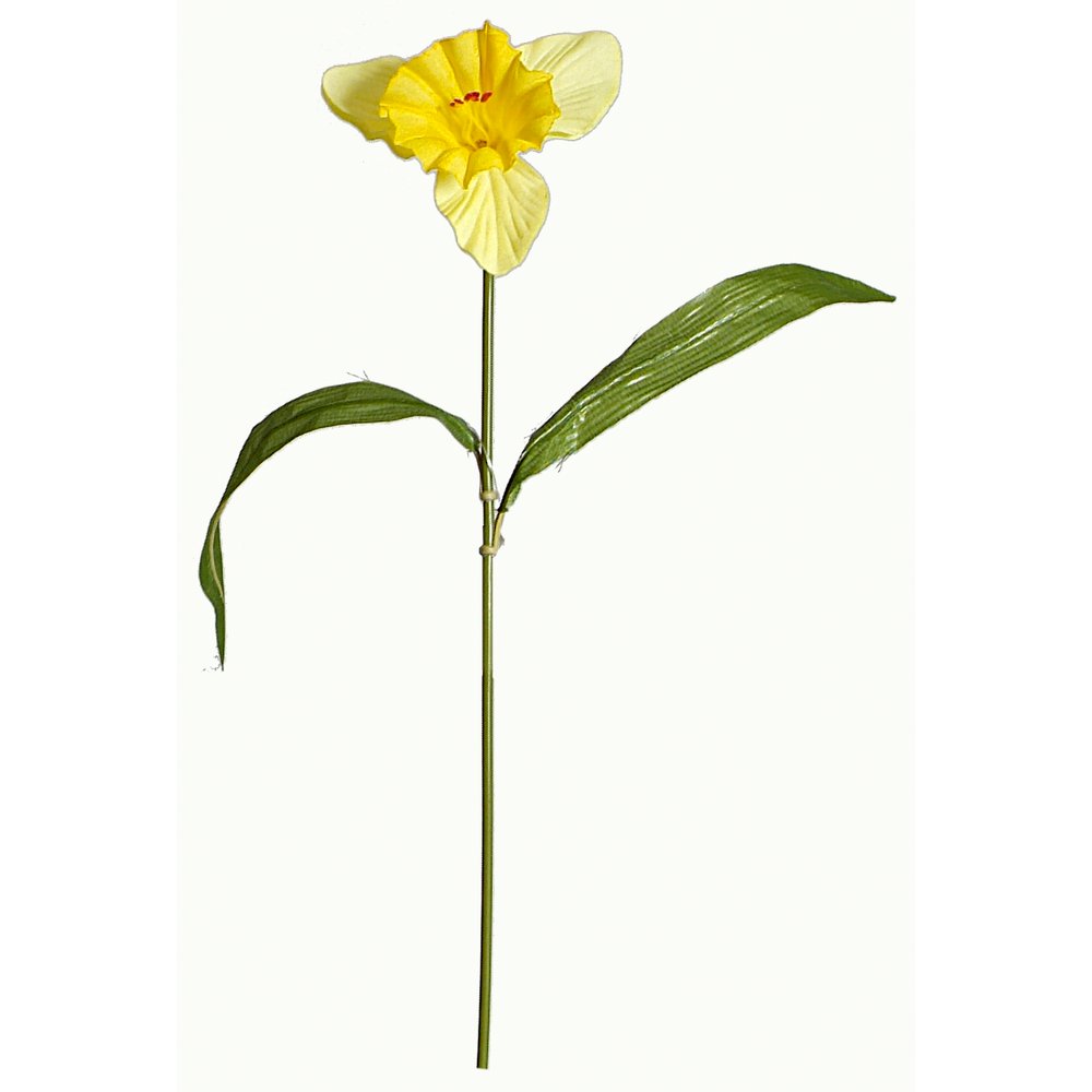 Narzisse gelb, Ø 12 x 50 cm