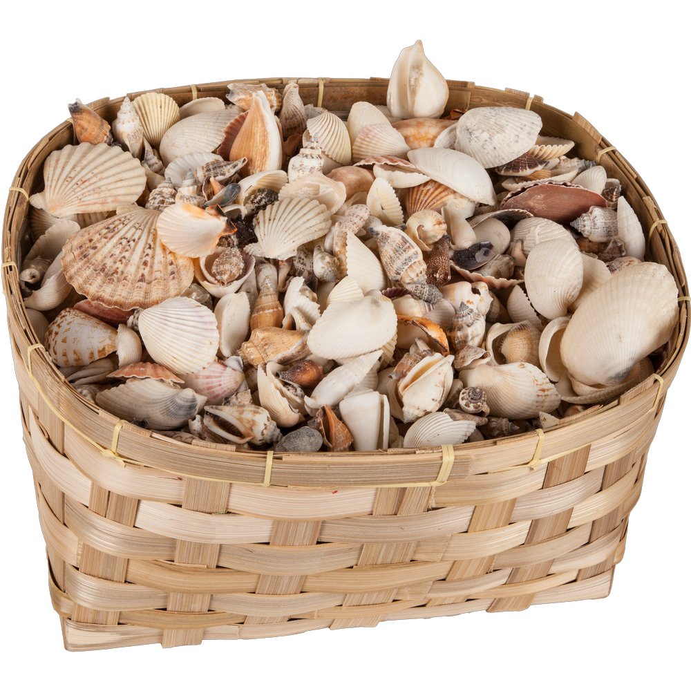 Muscheln echt gemischt im Korb, 10 kg, 4-8 cm