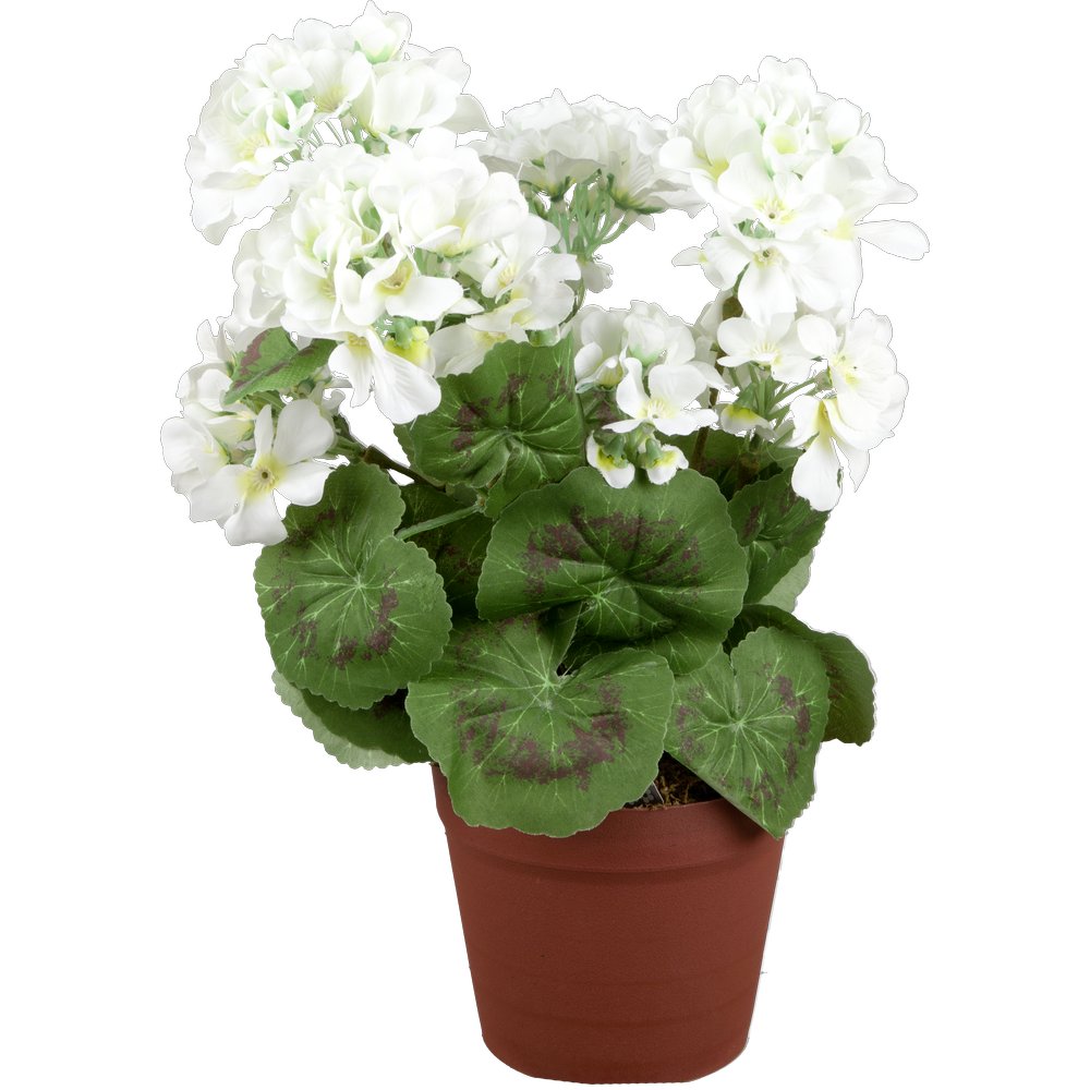 Geranienbusch im Topf