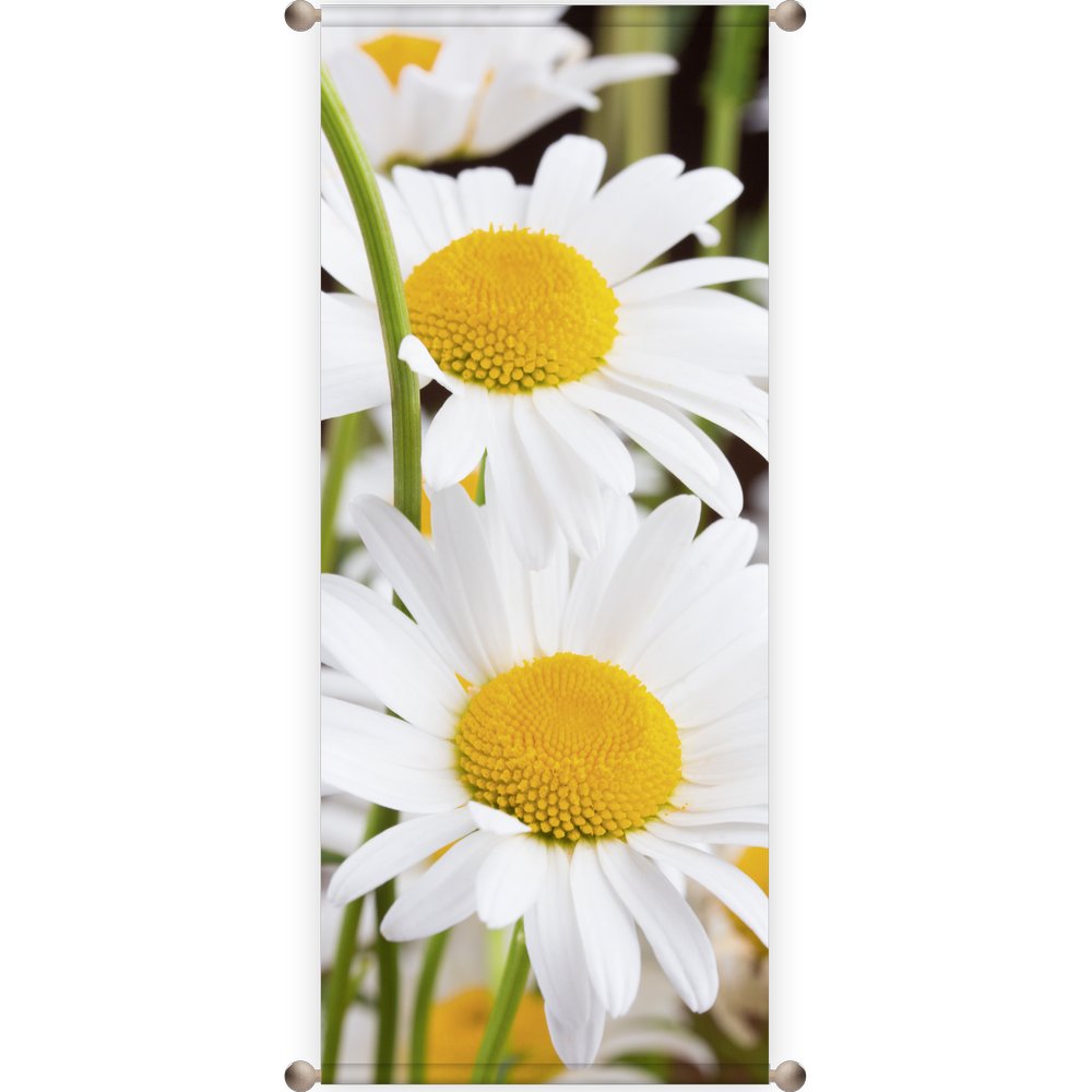 Banner Margeriten, 75 x 180 cm