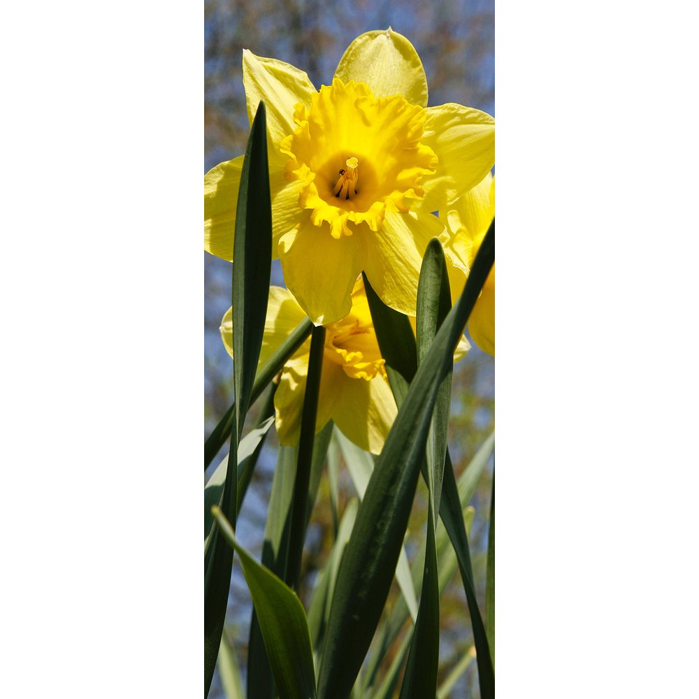 Banner Narzisse, 75 x 180 cm