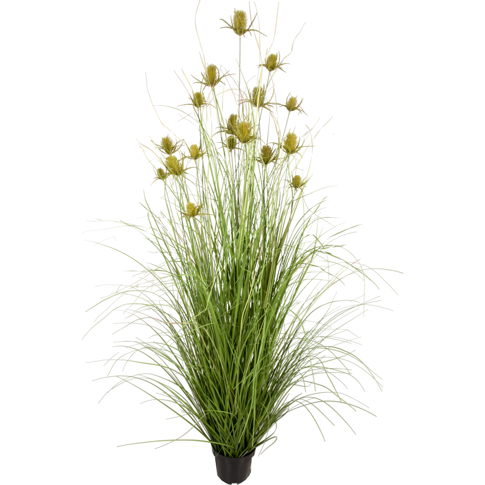 Distel-Grasbusch im Topf grün,H 150 cm