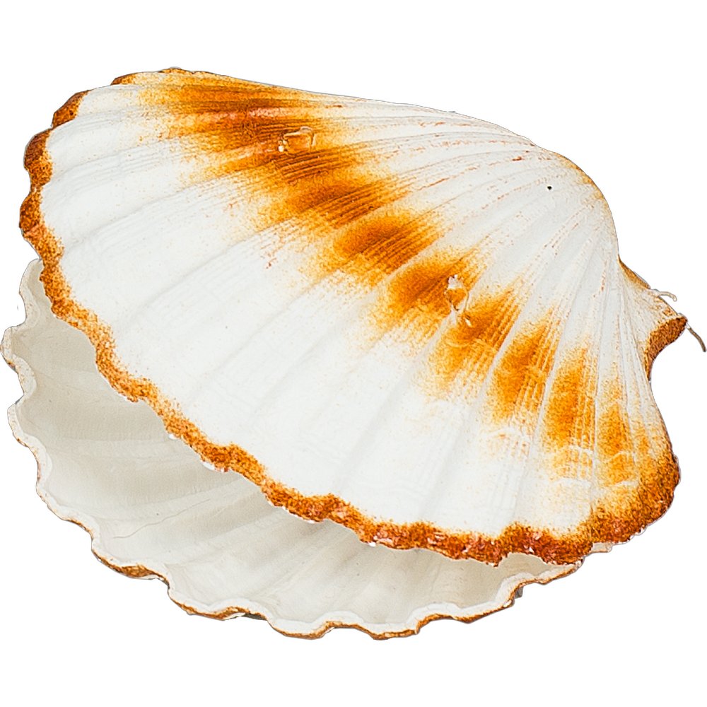 Doppelmuschel Kunststoff hell, Ø 12 cm