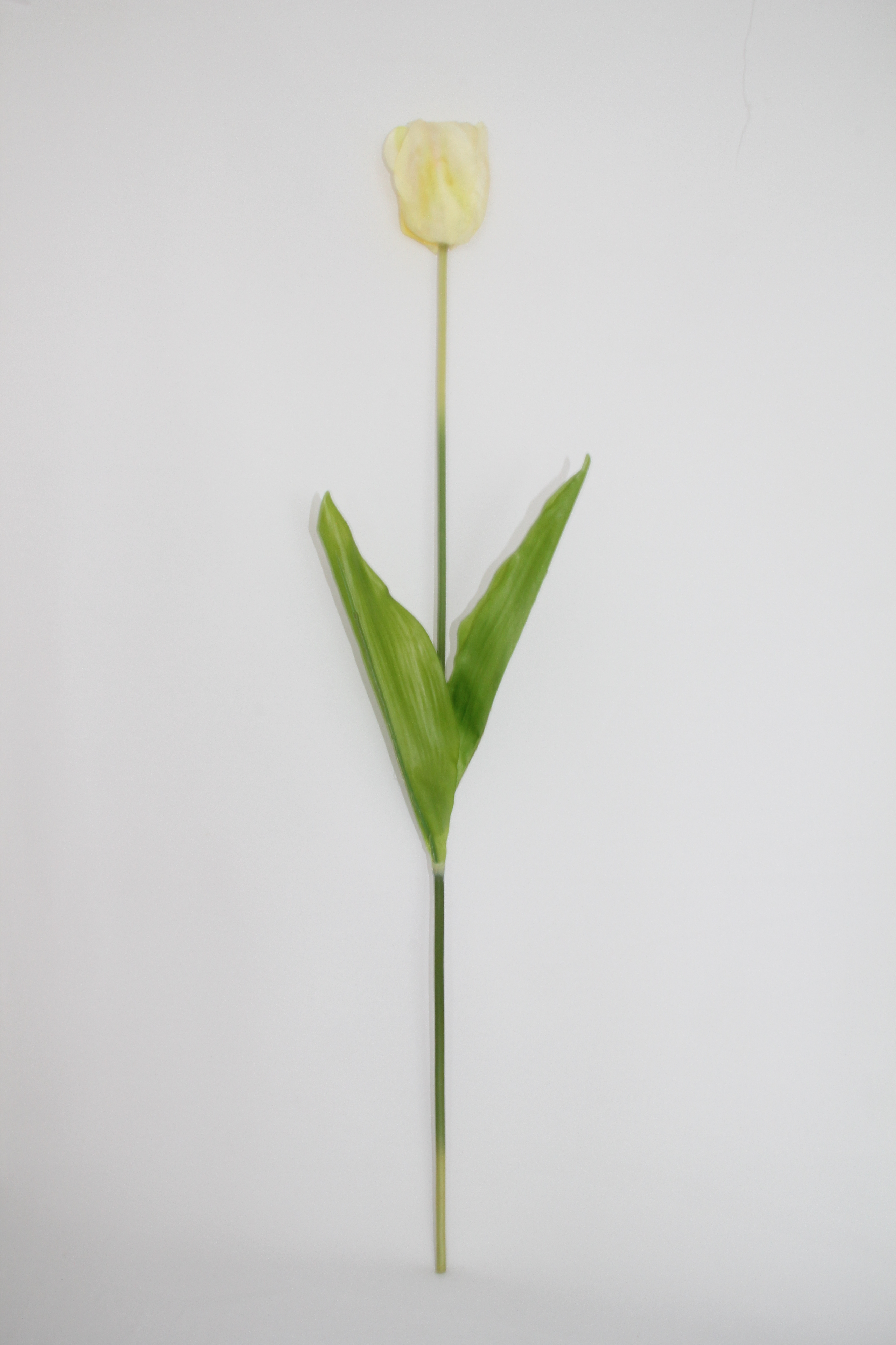 Tulpe de Luxe weiß, 83 cm