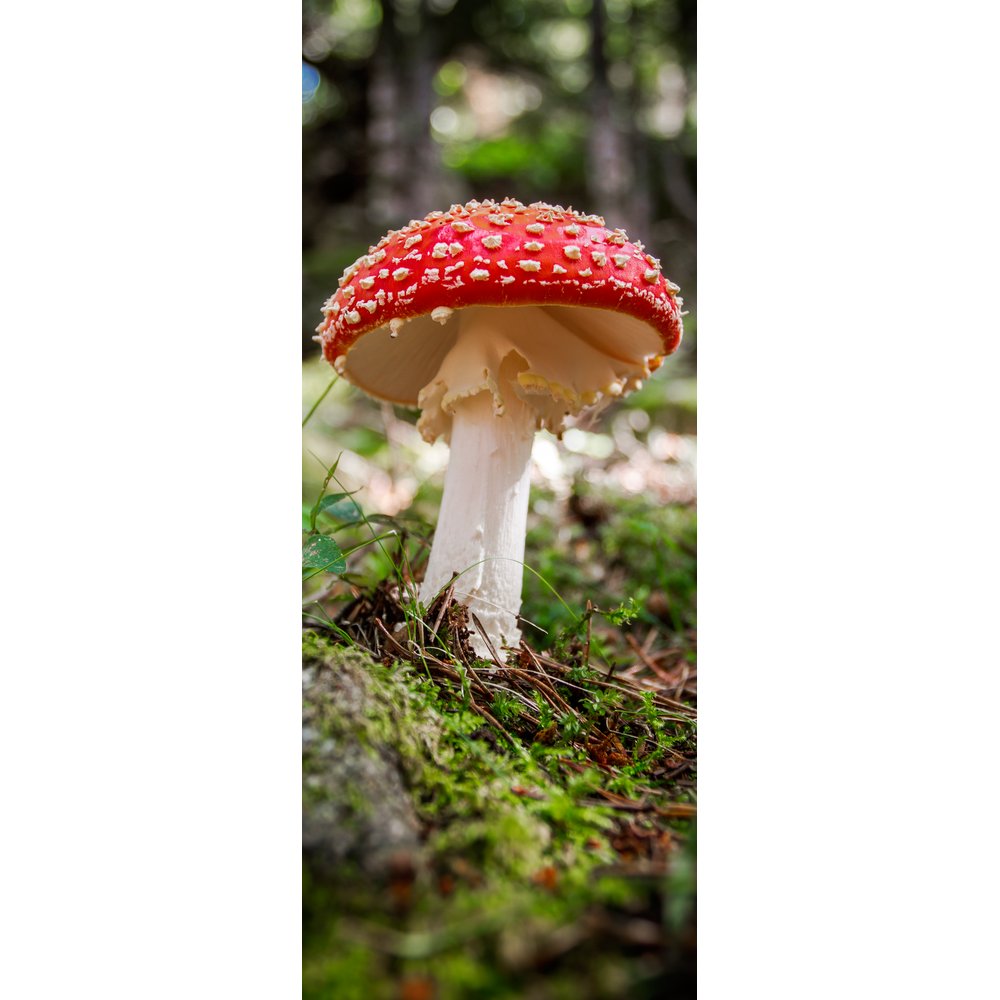 Banner Fliegenpilz, 75 x 180 cm