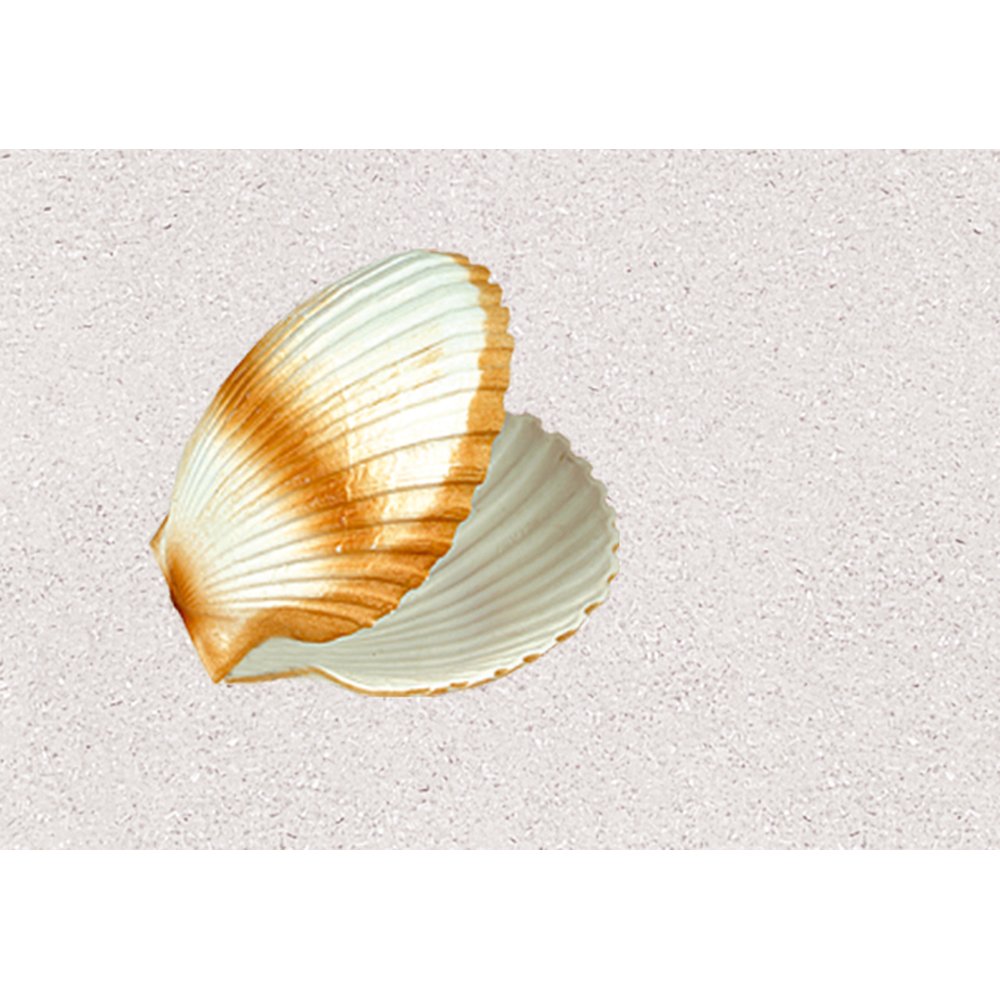 Doppelmuschel Kunststoff hell, Ø 15 cm