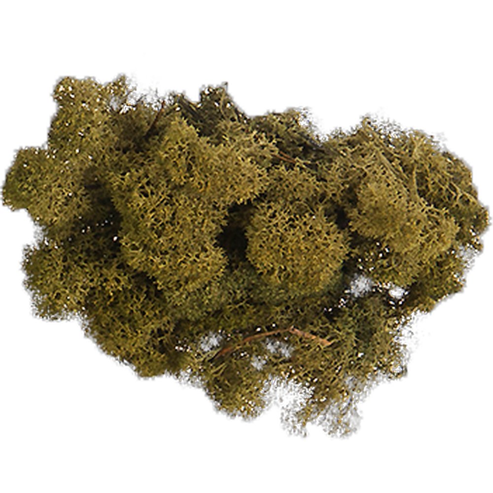 Moos in Box moosgrün, 500 g