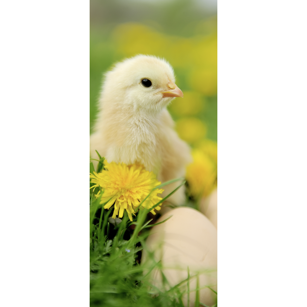 Banner Küken natur 180 cm