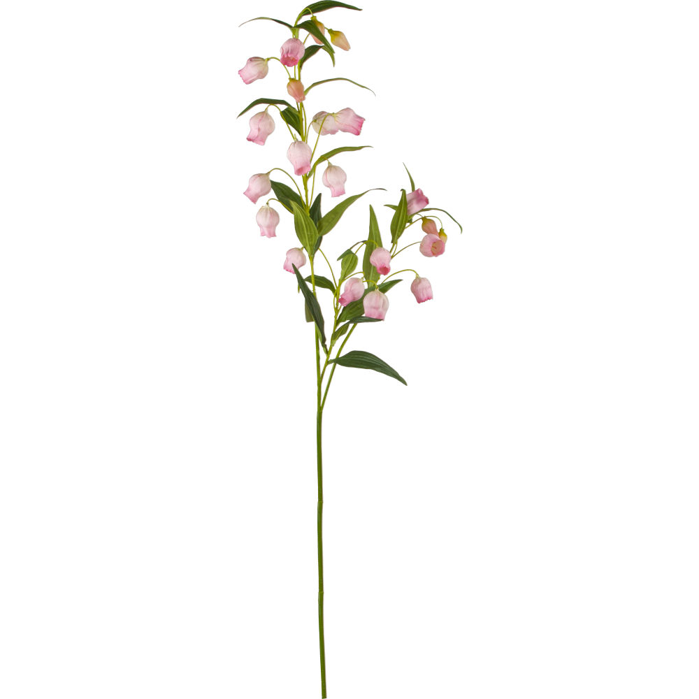 Lampionblume mit 21 Blüten grün/rosa, 120 cm