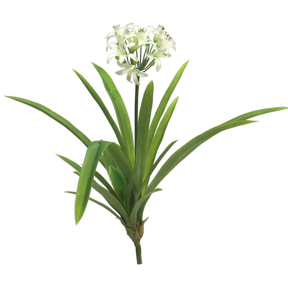 Agapanthus Pflanze cream, 60 cm