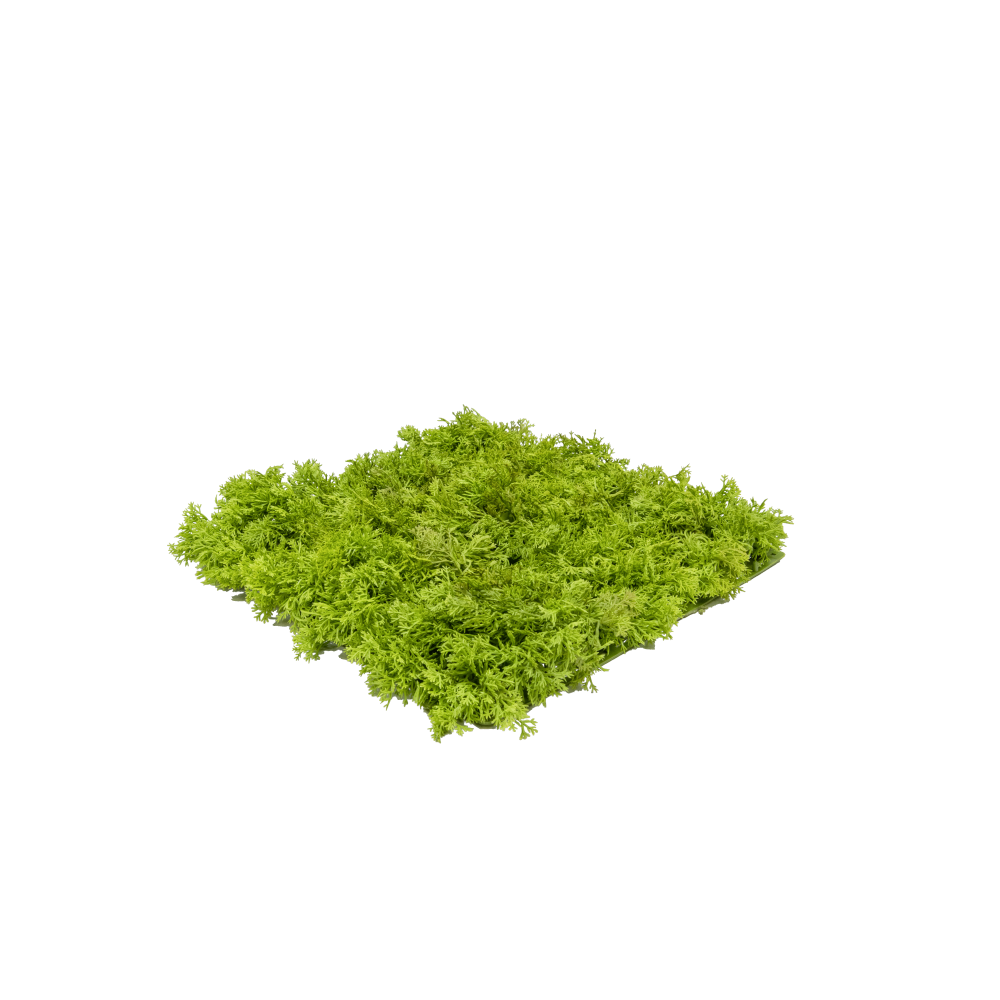 Moosplatte Reindeer B1 UV grün 25 x 25 cm