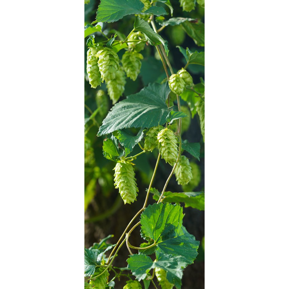 Banner Hopfen grün,75 x 180 cm