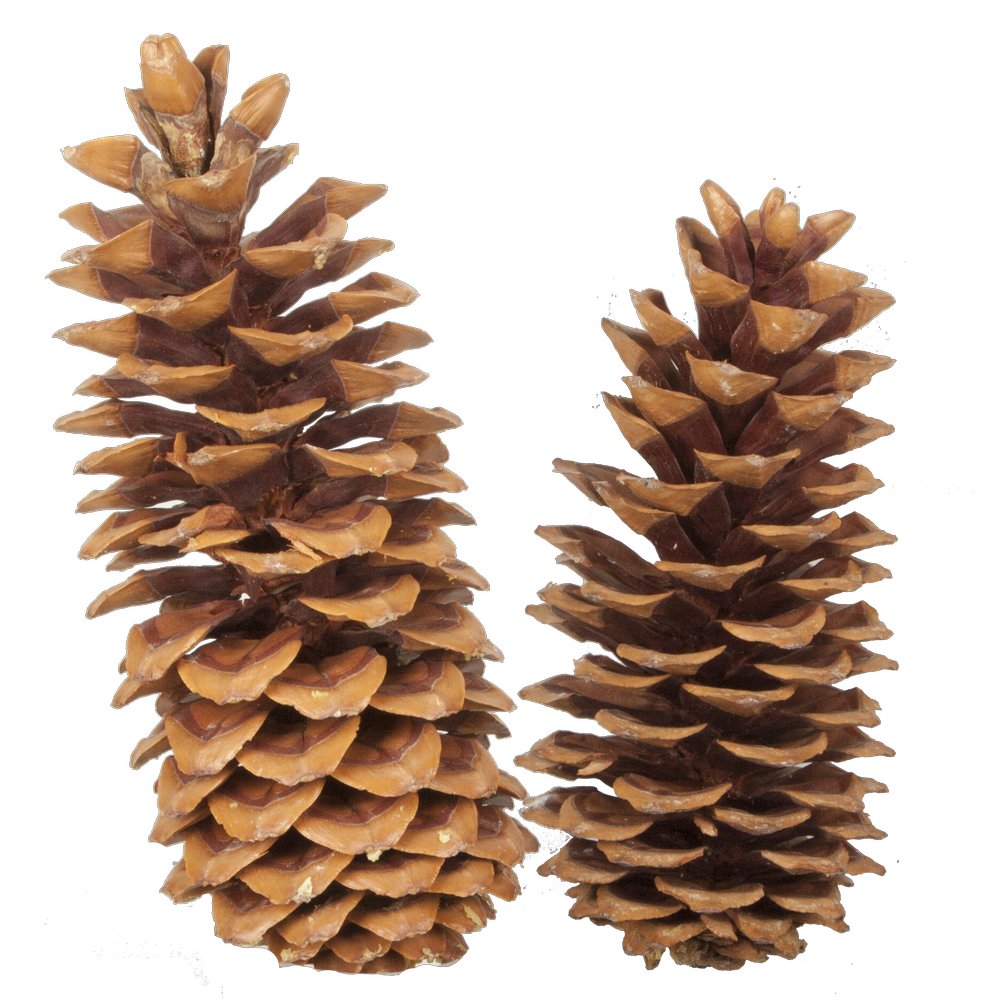 Tannenzapfen echt XL natur, 22-30 cm