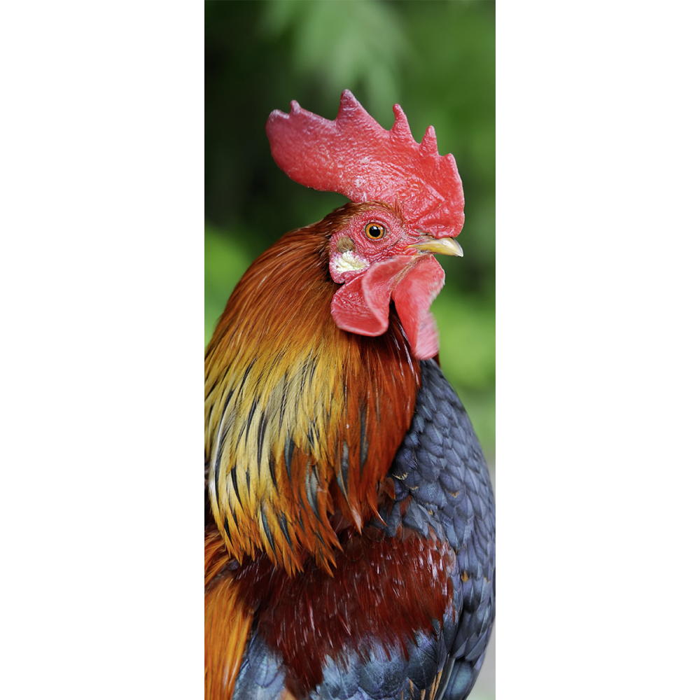 Banner Hahn natur 180 cm