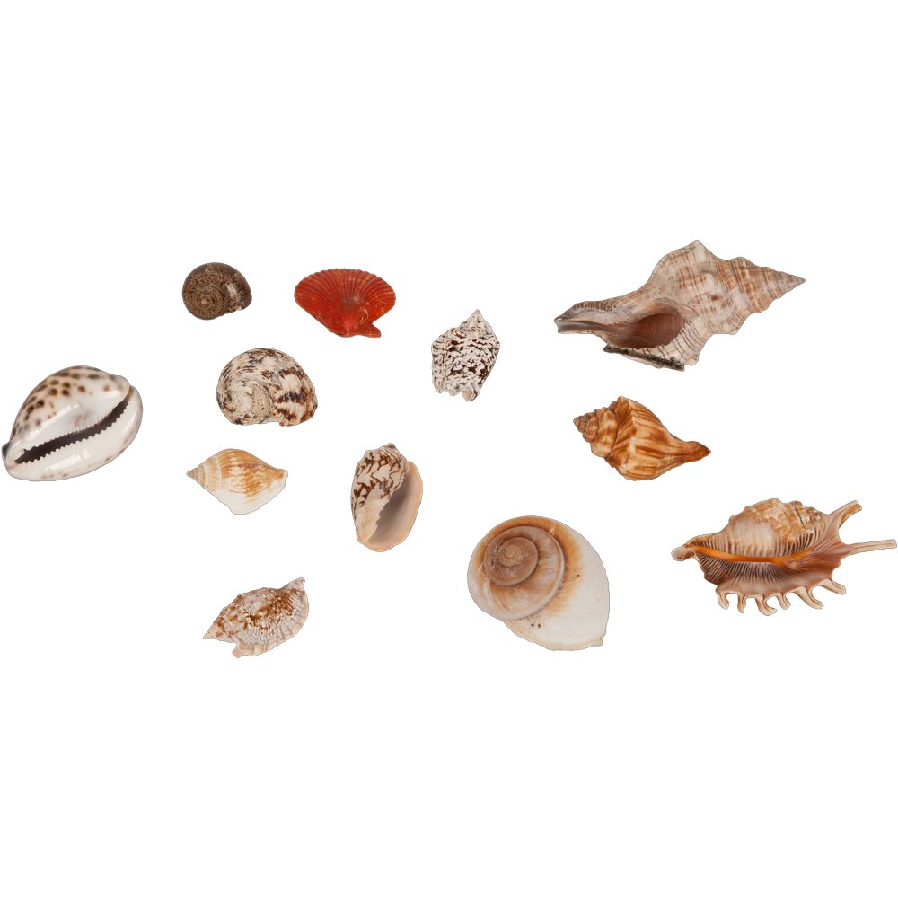 Muscheln im Korb hochwertig, 6-8 cm