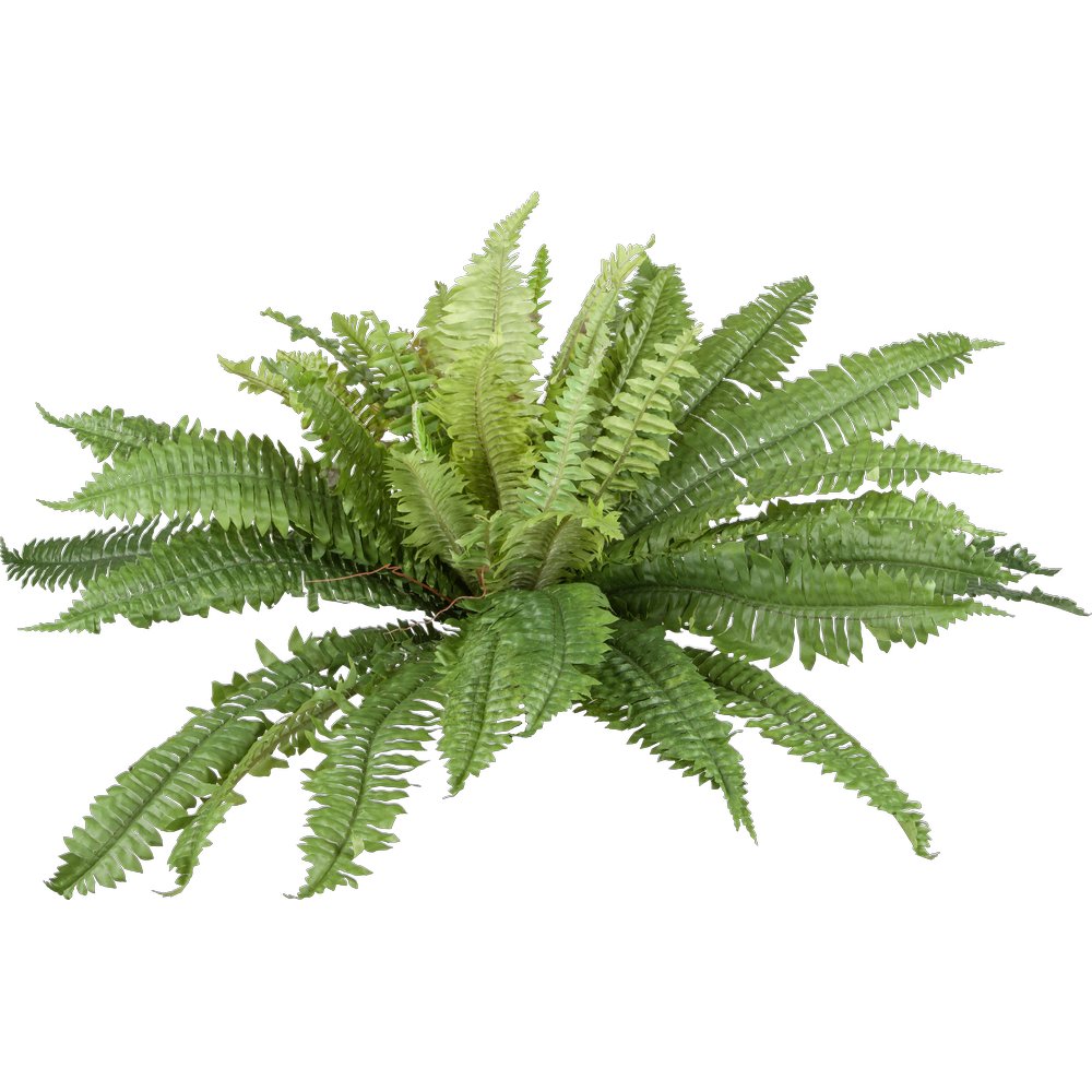 Farnbusch, Ø 90 cm, 50 Blätter