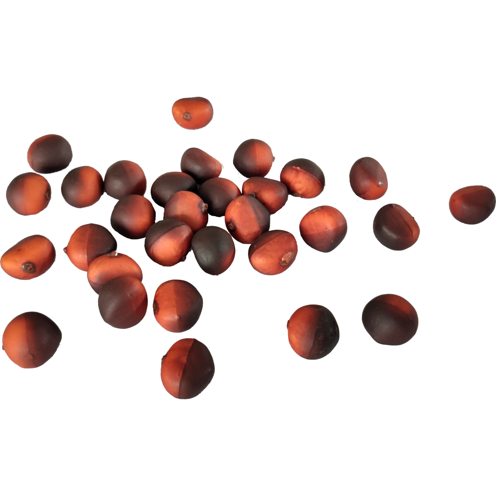 Kastanien x30 in Box  braun ,30 Stück 2,5 cm