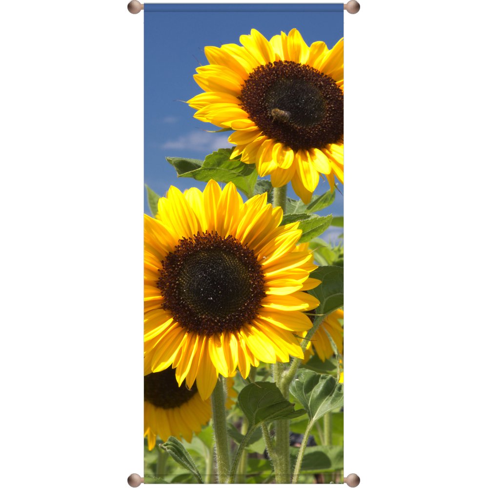 Banner Sonnenblumen, 75 x 180 cm