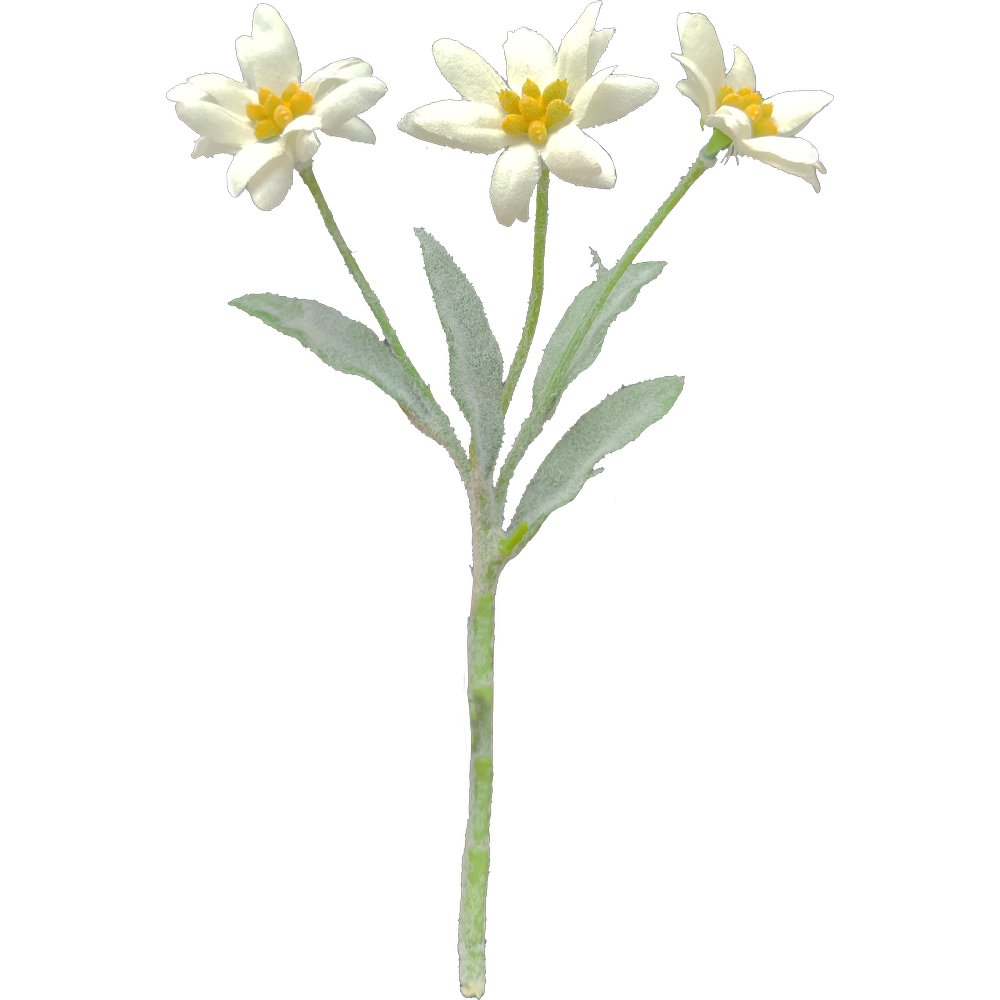 Edelweiß Zweig mit 3 Blüten creme, 23 cm