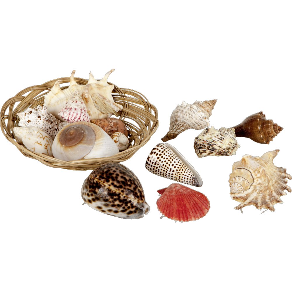 Muscheln im Korb hochwertig, 6-8 cm