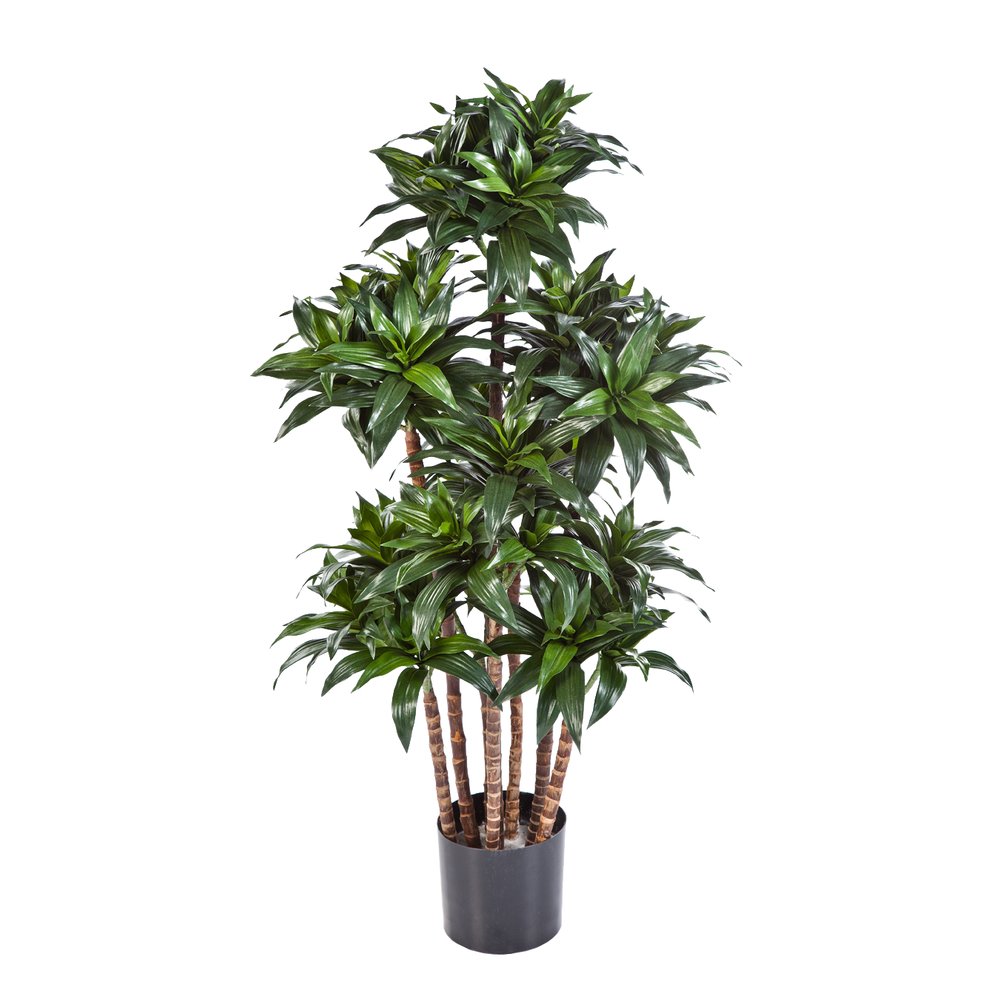 Dracaena Baum, 120 cm