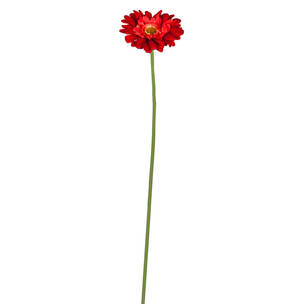 Gerbera natural rot, Ø 11 x 62 cm