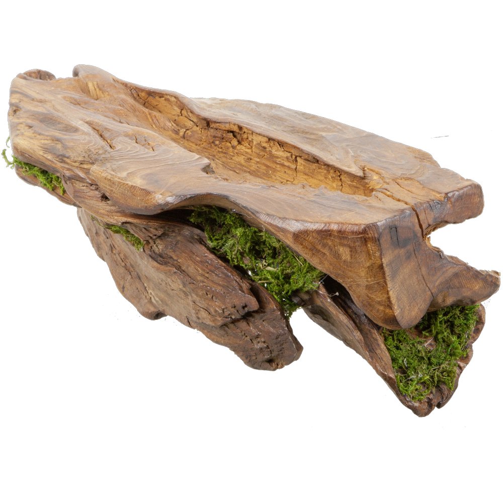 Stück Edelholz mit Moos, 39 cm