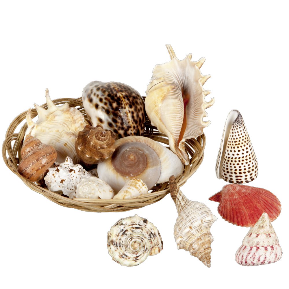 Muscheln im Korb hochwertig, 6-8 cm