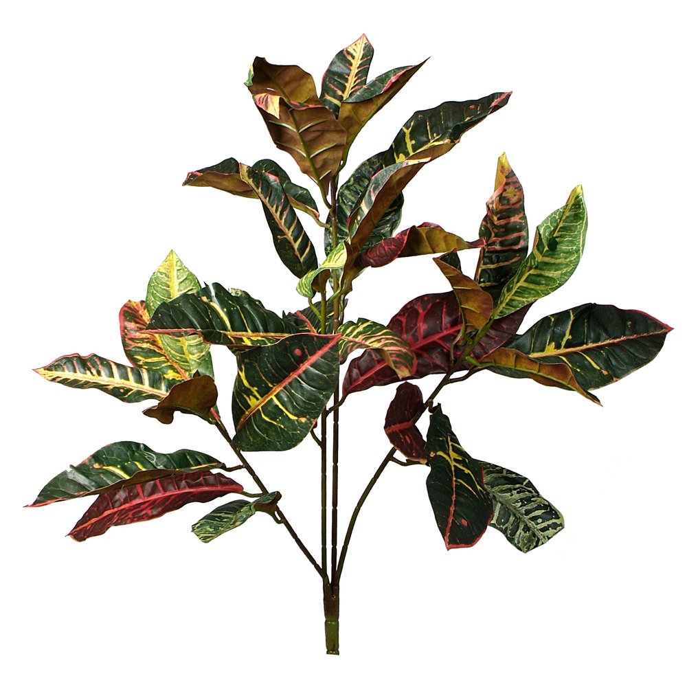 Croton Busch grün/bunte Blätter, 75 cm