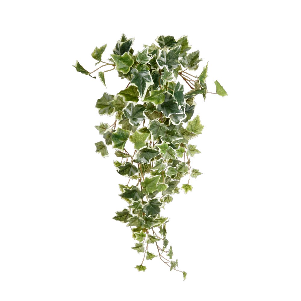 Efeuhänger grün-weiß, 70 cm, 144 Blätter