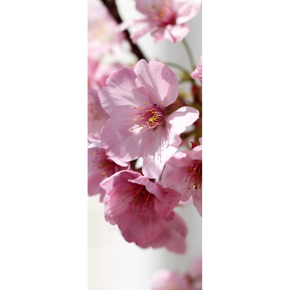 Banner Blüten rosa, 75 x 180 cm