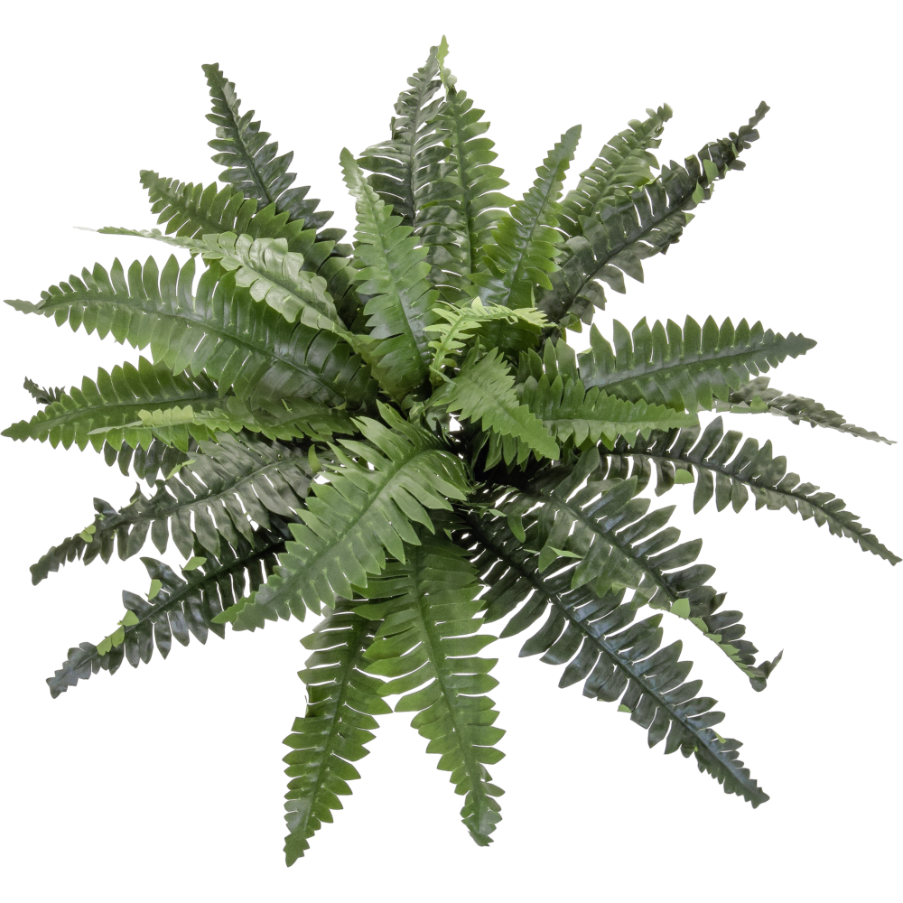 Boston-Farn Big B1 grün Ø70 x H35 cm