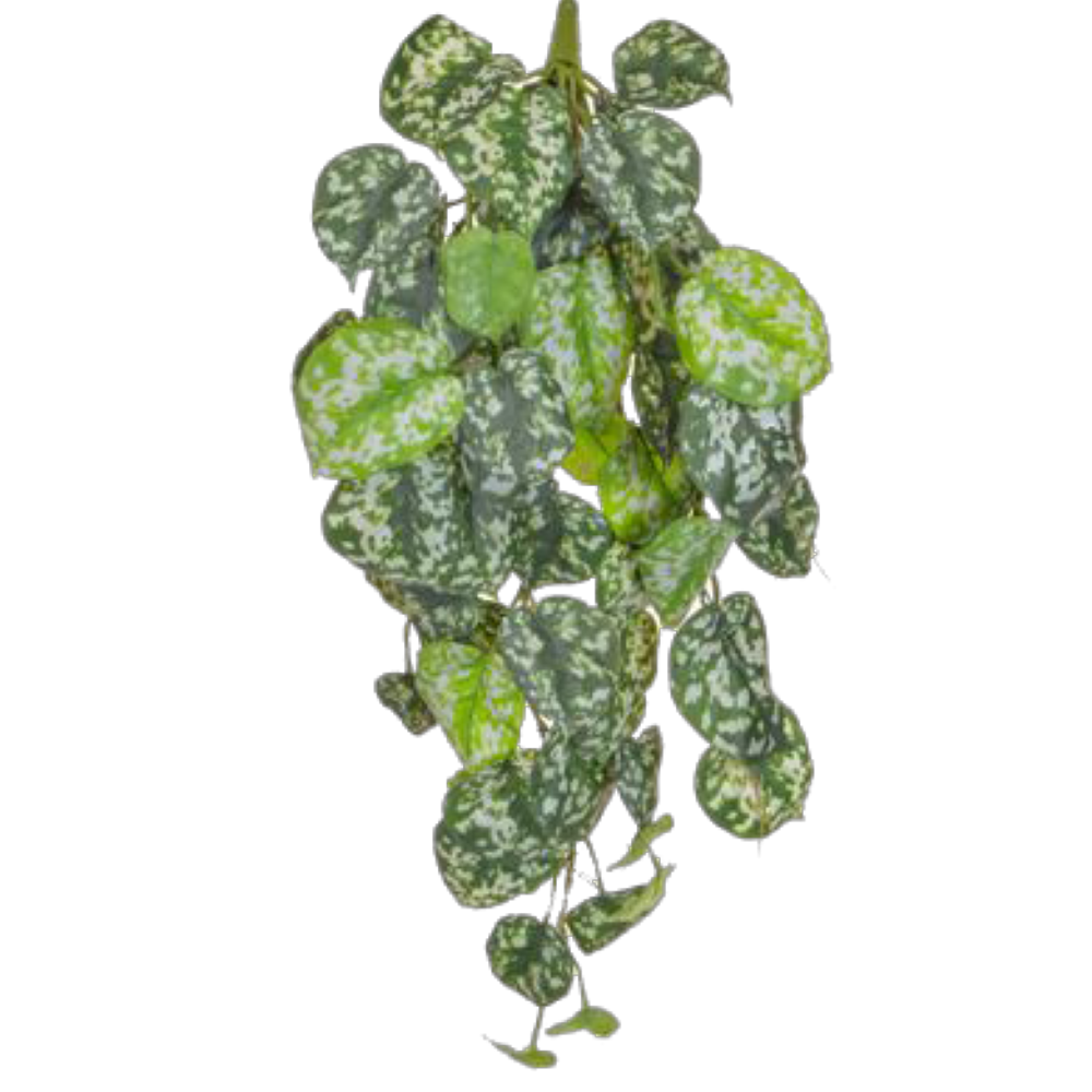 Blatthänger Scindapsus B1 grün 70 cm